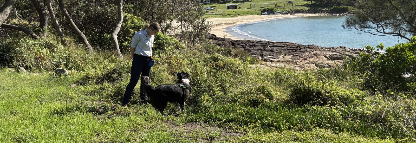 dog with handler on beach  banner image