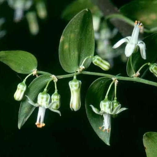 Bridal creeper(Asparagus asparagoides)