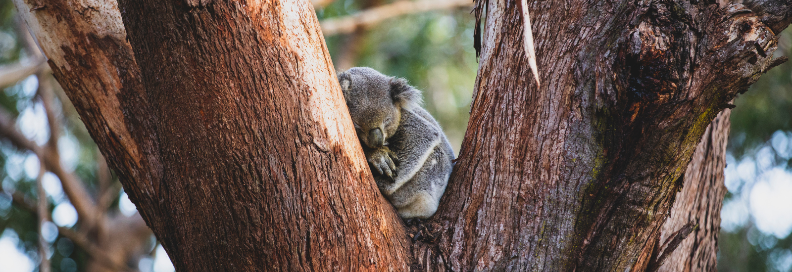 Koala sleeping in a tree banner image