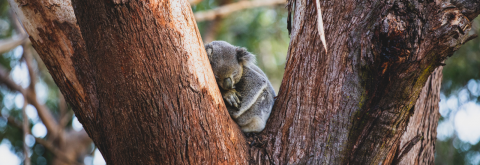 Port Stephens Koala Sanctuary wins at NSW Tourism Awards