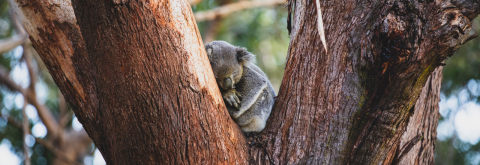 Koalas