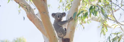 Projects aim to protect Port Stephens koala population into the future