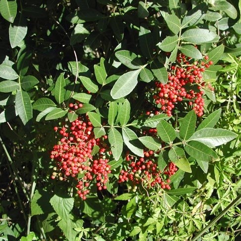 Broad-leaf pepper tree (Schinus terebinthifolia)