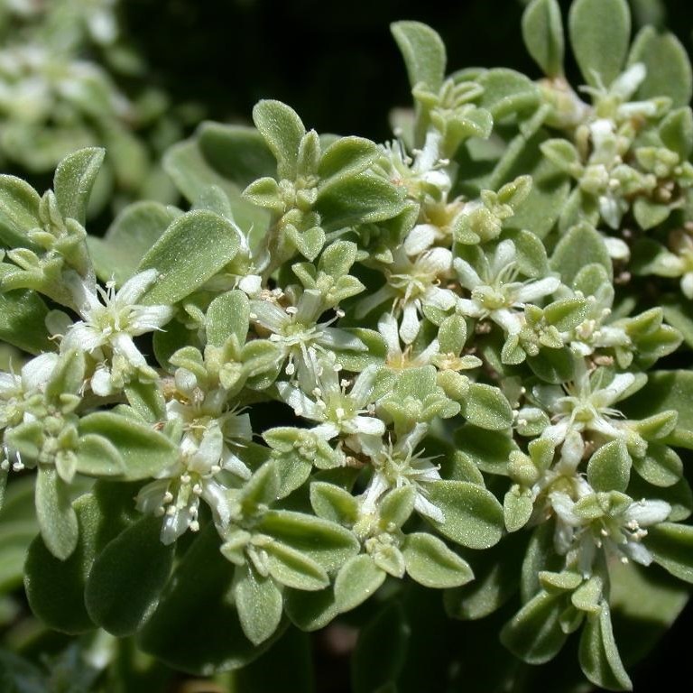 Galenia (Galenia pubescens)