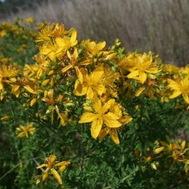 St. John’s wort (Hypericum perforatum)