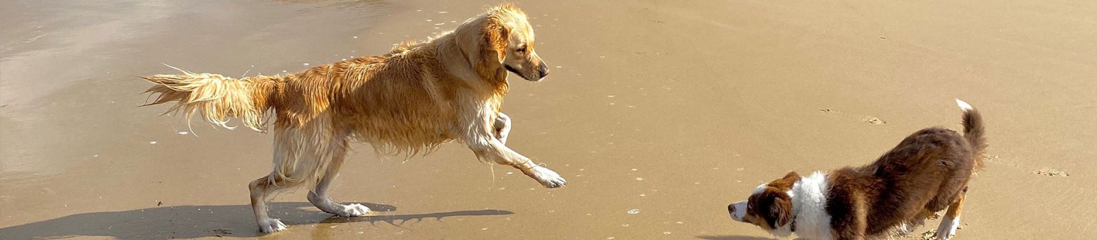 Two dogs jumping and playing with each other on a beach banner image