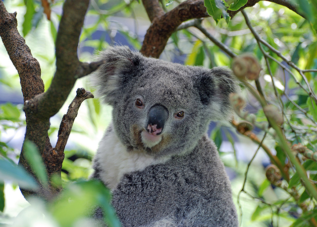 Funding for koala conservation on Port Stephens Drive