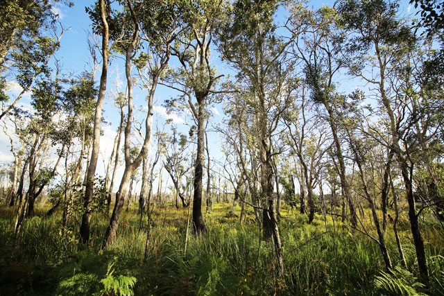 View of gum trees and blue sky