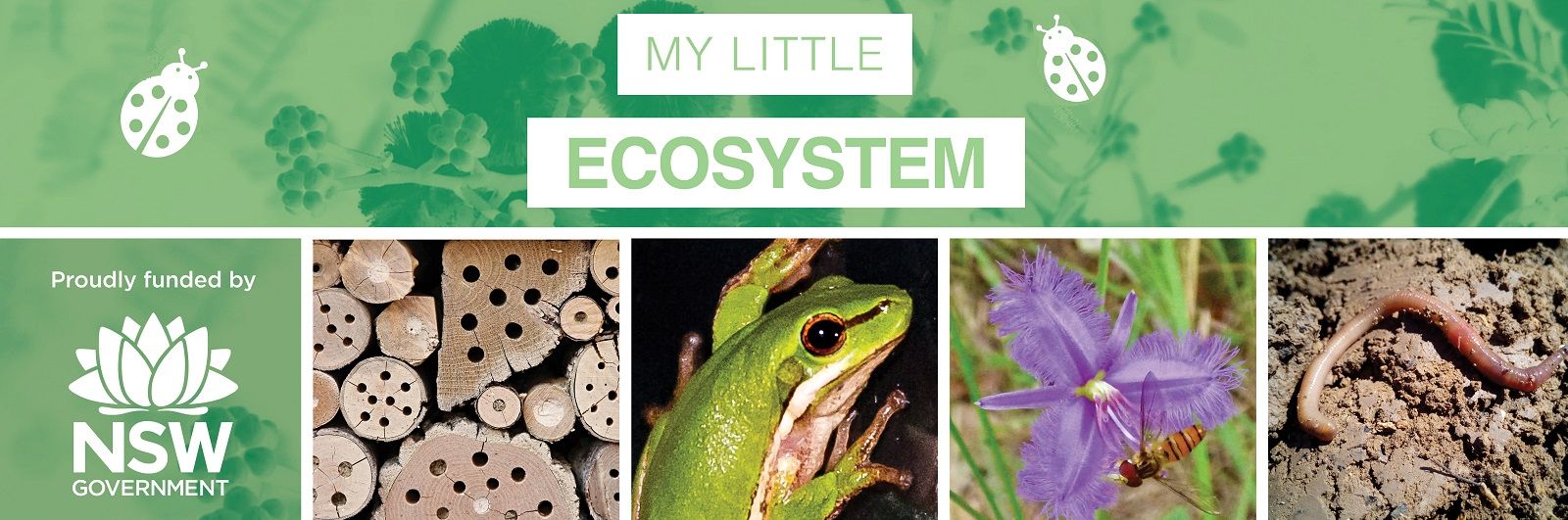 My Little Ecosystem sessions banner image