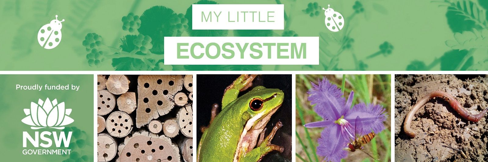 My Little Ecosystem sessions banner image
