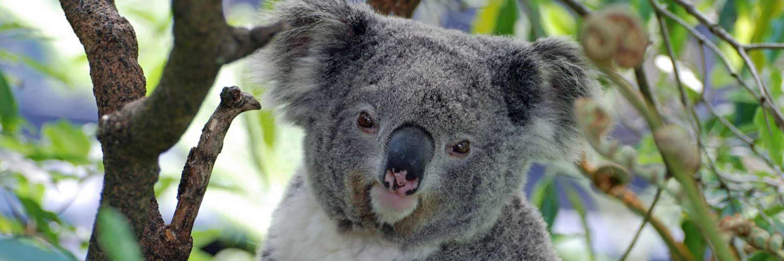 Koala conservation on Port Stephens Drive banner image