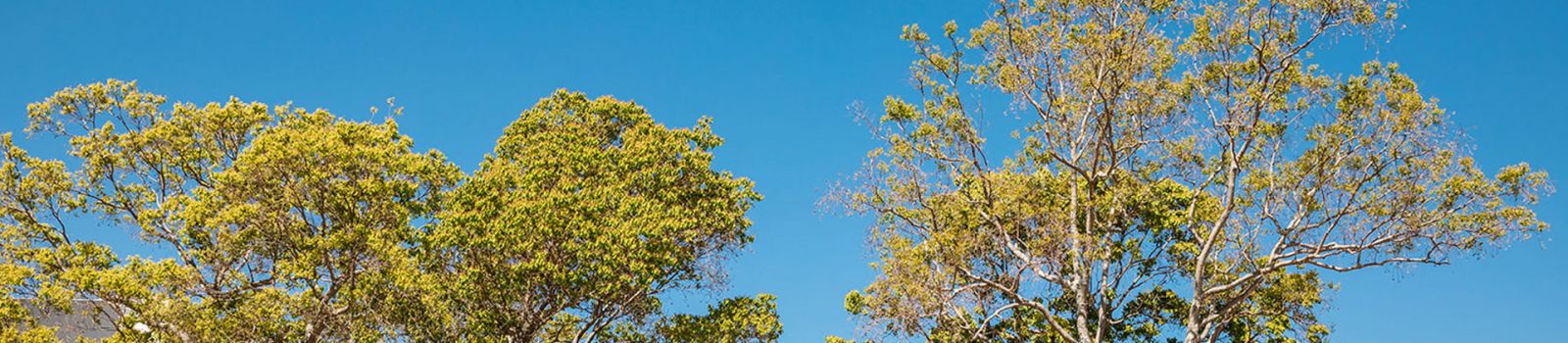 Image of green trees against a blue sky banner image