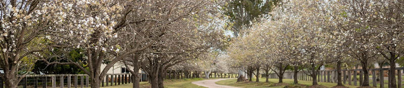 Image of a treelined driveway banner image