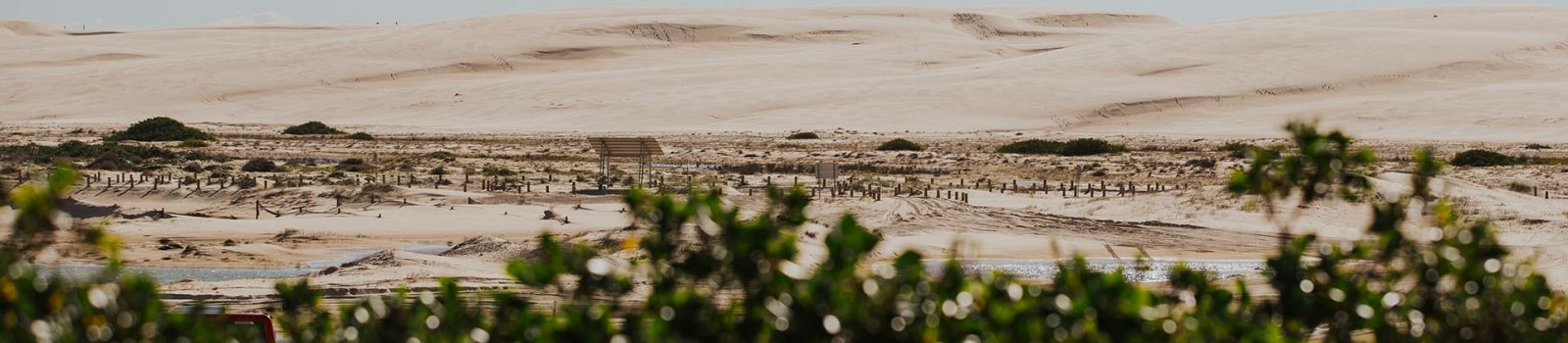 Photo looking through trees and over sandunes out to the sea banner image