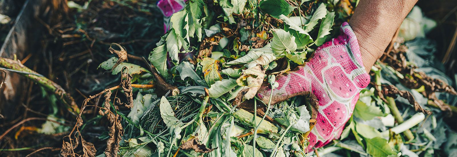 Person picking up garden organics with gloves banner image