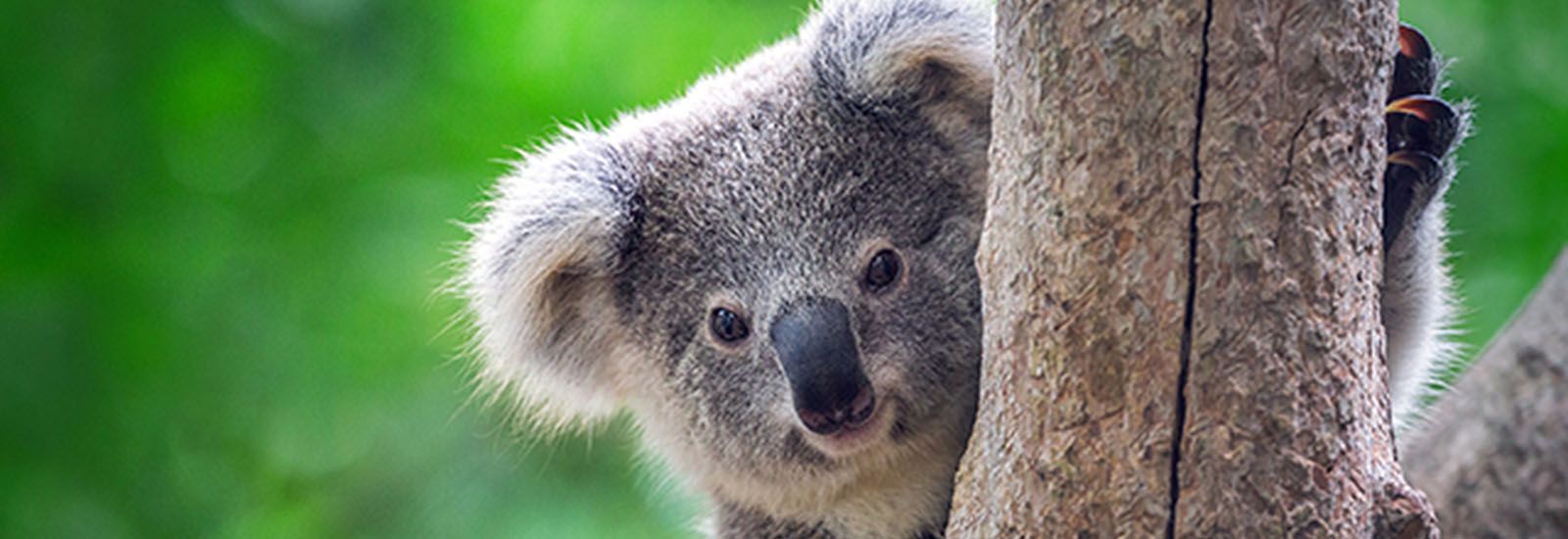 koala-news-banner banner image