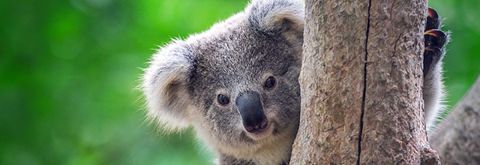 Community and Council working to keep koalas safe 