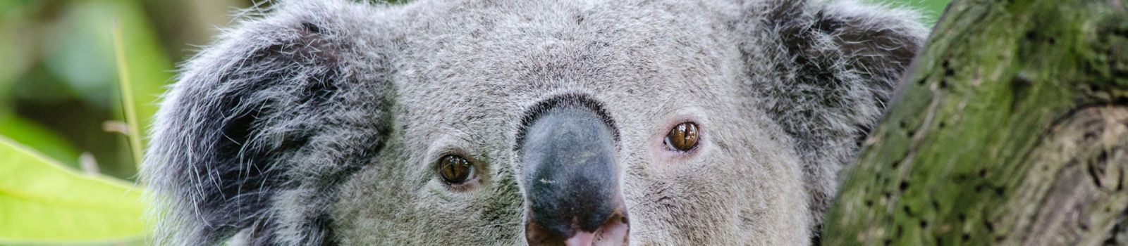 Close up image of a koala hugging a tree banner image