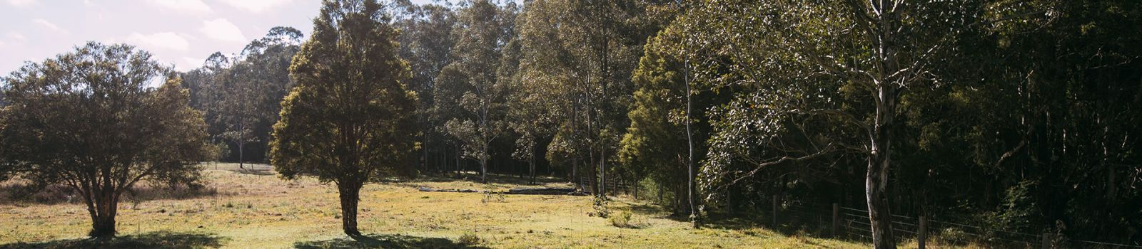 Image of trees in the distance on rolling green hills banner image