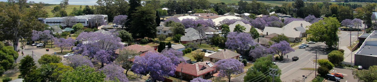 Aerial view looking over rooftops in Raymond Terrace with the purple jacaranda trees flowering banner image