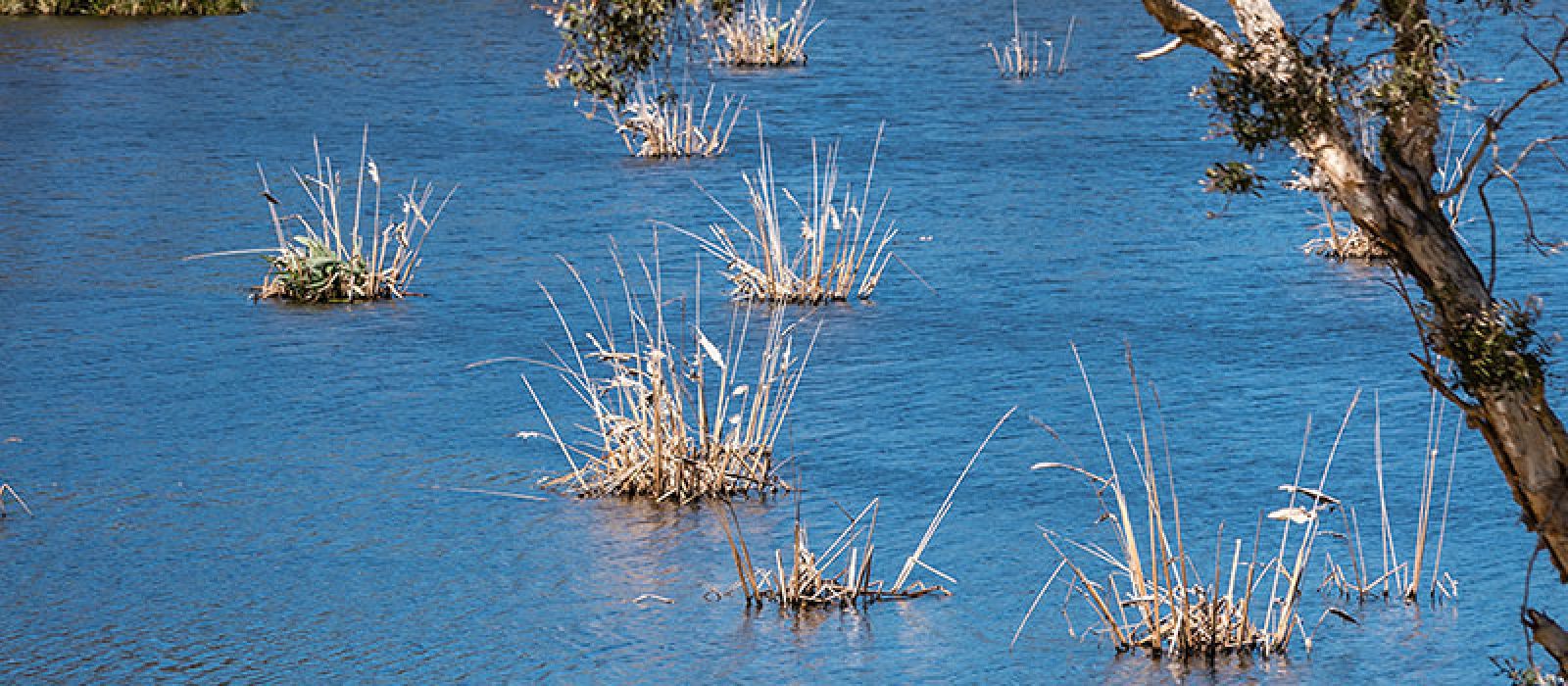 Image of tussock grass growing in water banner image