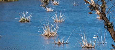 Biodiversity credits