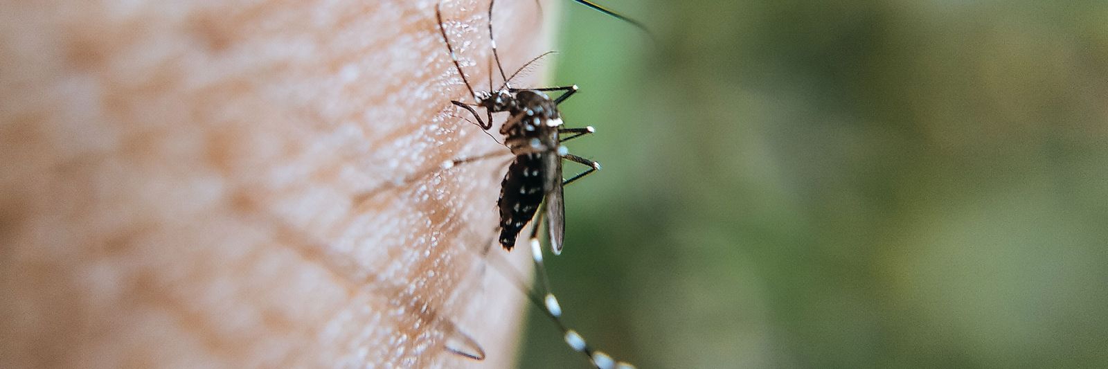 Mosquitos in Port Stephens banner image