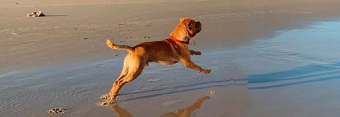 Dog off leash times have changed at Birubi and Boat Harbour Beaches