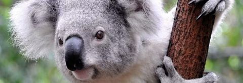 Koala Habitat Mapping