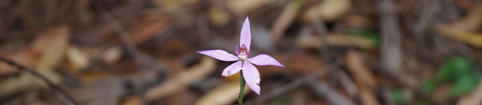 A small purple flower poking through bark  banner image