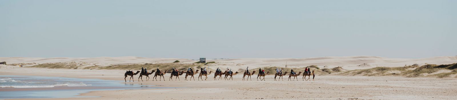 Image of a sand dune with camels walking over it banner image